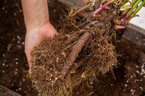 peony transplant shock|transplanting peonies from rootball.